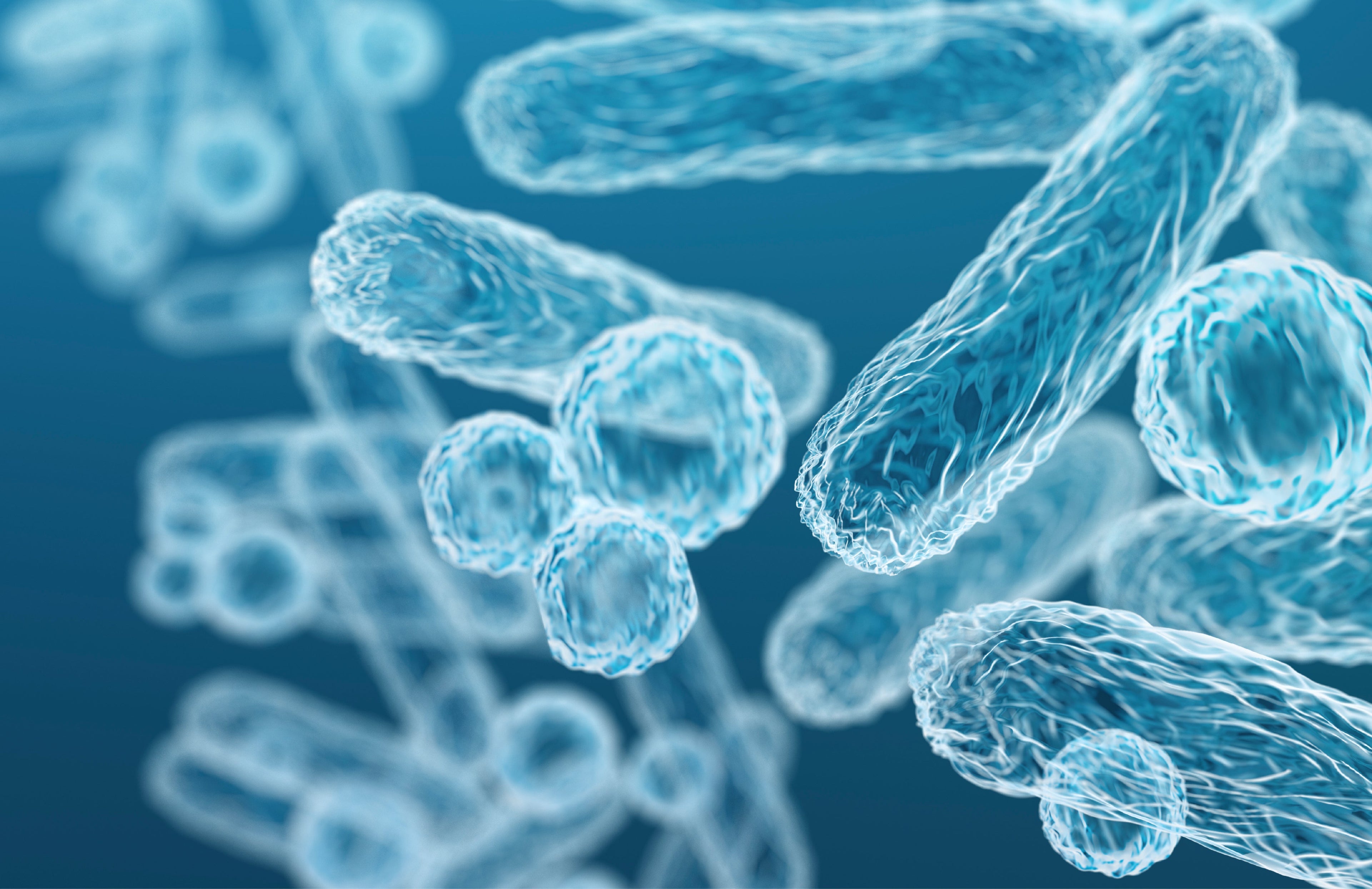 Akkermansia muciniphila: Tu Aliado Natural para la Salud Digestiva y Metabólica