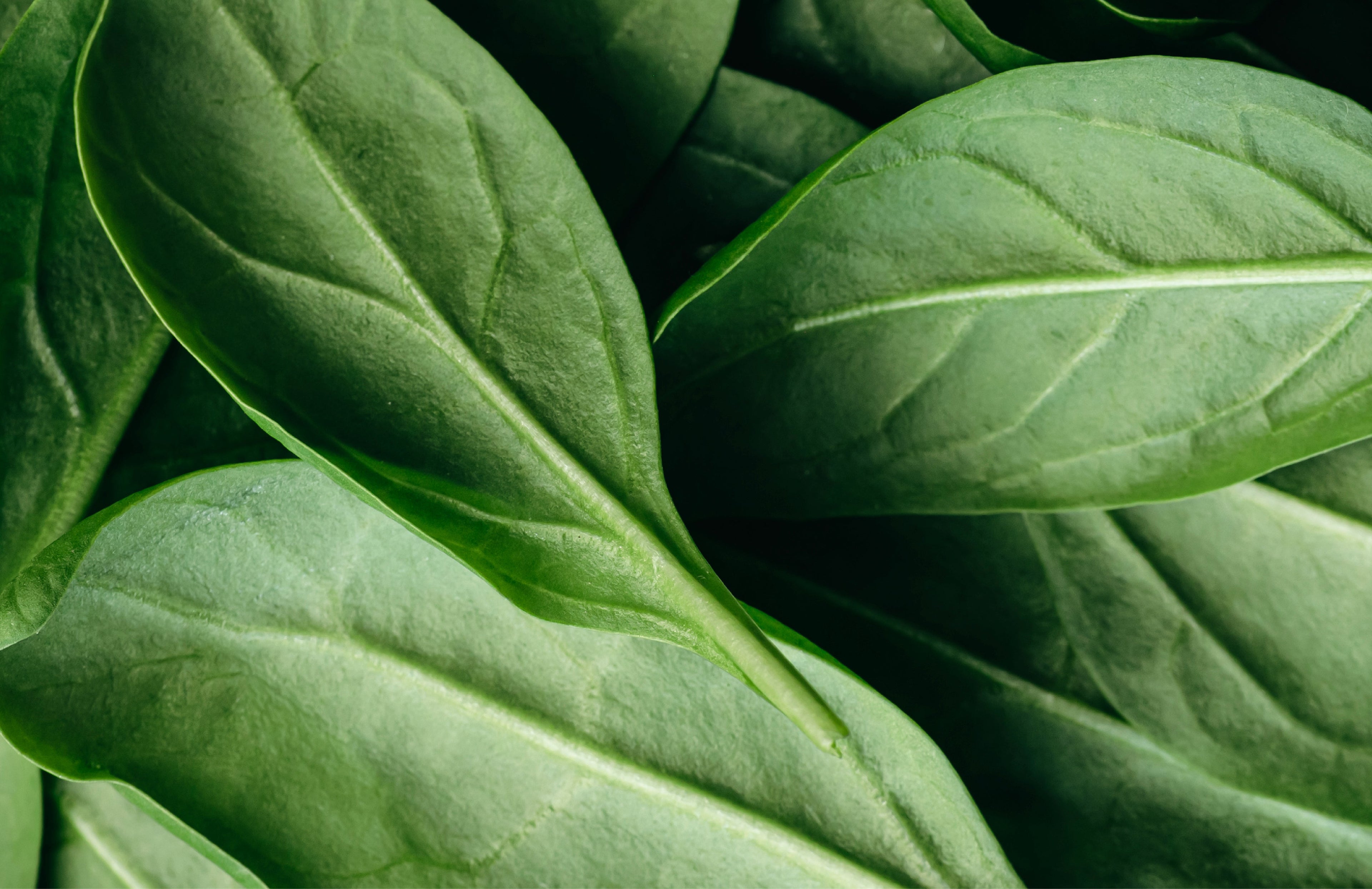 5 Alimentos que Pueden Ayudarte a Mejorar tu Fertilidad