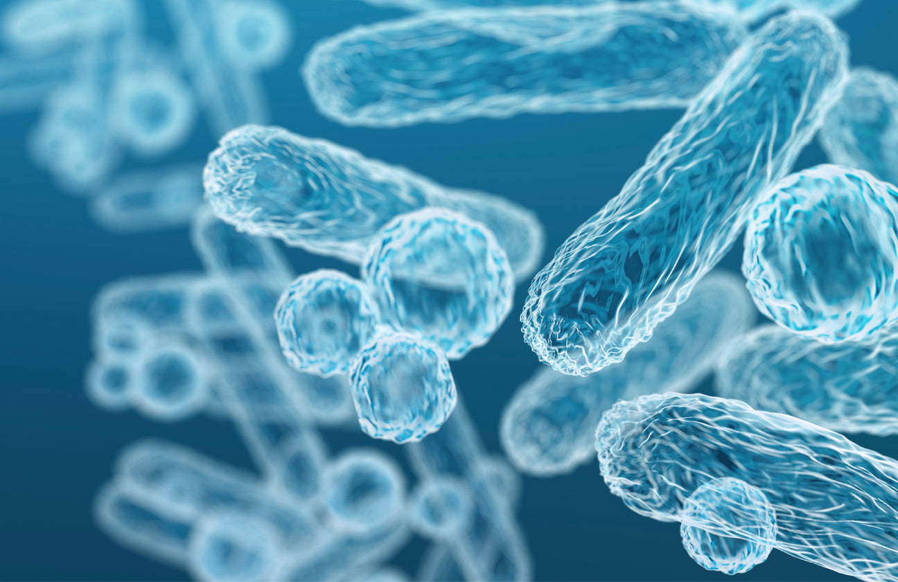 Akkermansia muciniphila: Tu Aliado Natural para la Salud Digestiva y Metabólica