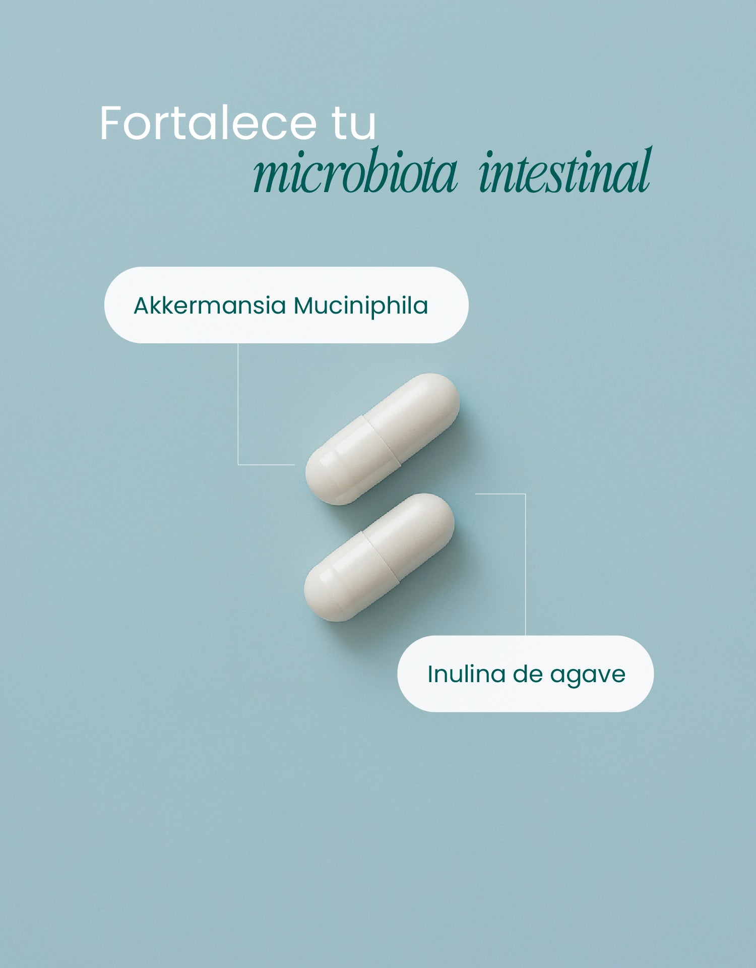 Akkermansia Support – Flora Intestinal y Bienestar Digestivo