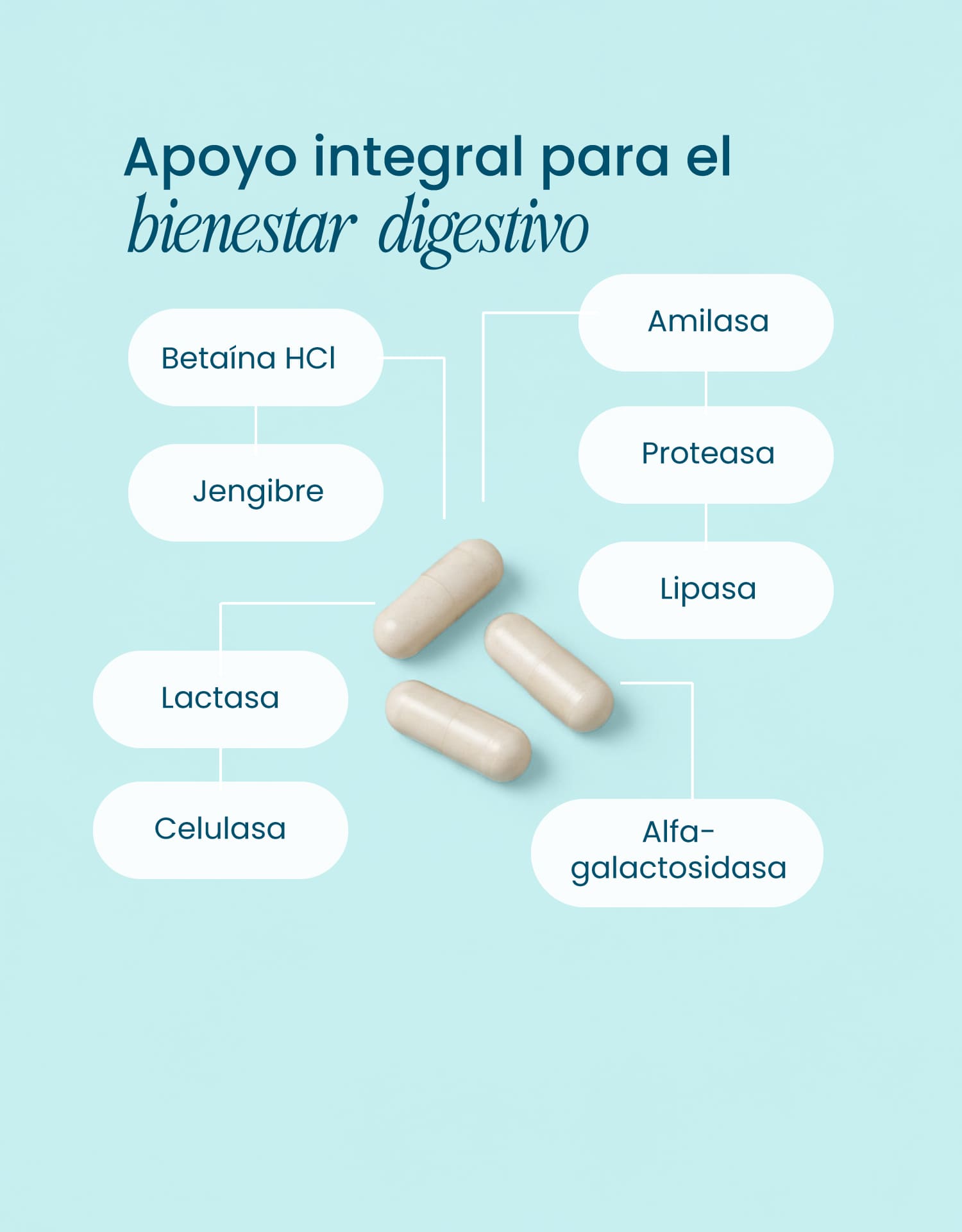Digestive Enzymes: Digestión ligera y absorción óptima