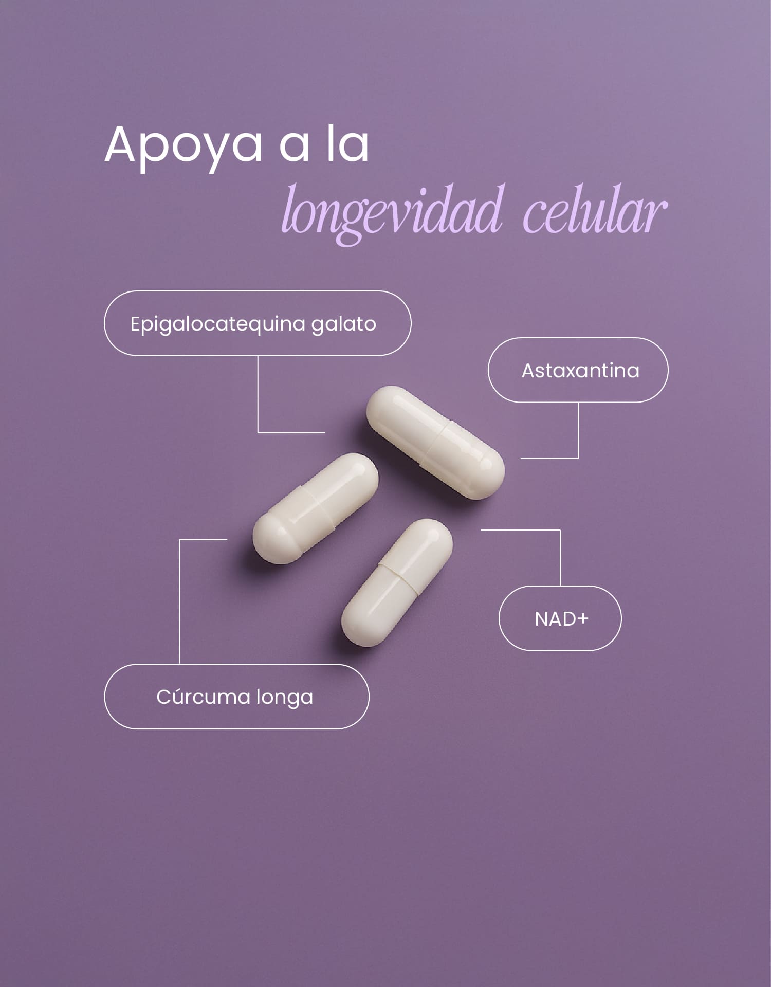 Longevity Support con NAD+, Astaxantina y Cúrcuma – Vitalidad