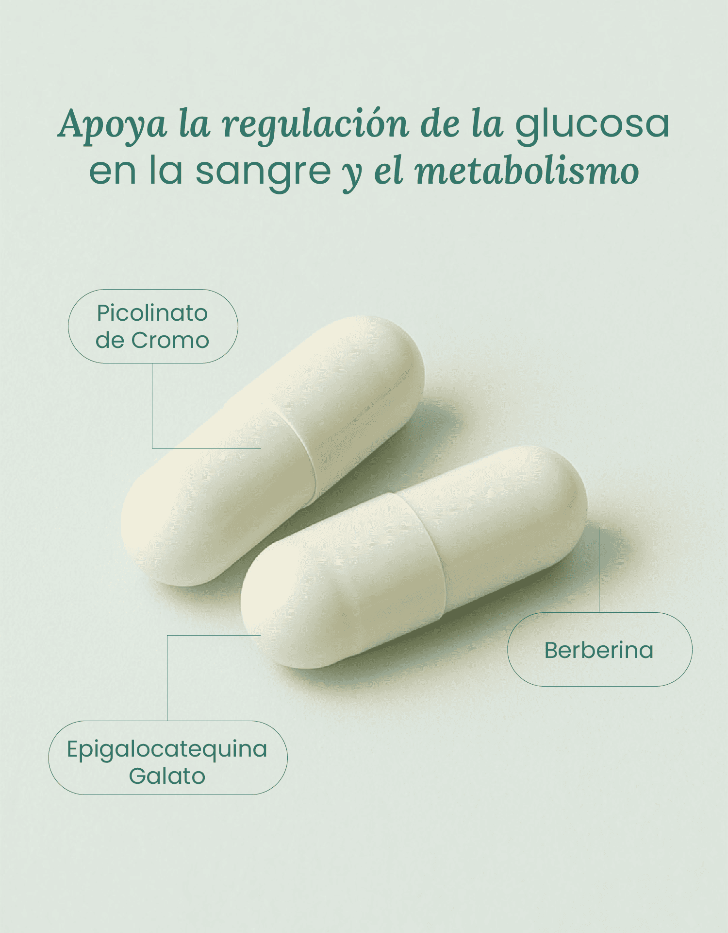 Metabolic Support con Berberina Aristata, EGCG y Cromo – Control Metabólico