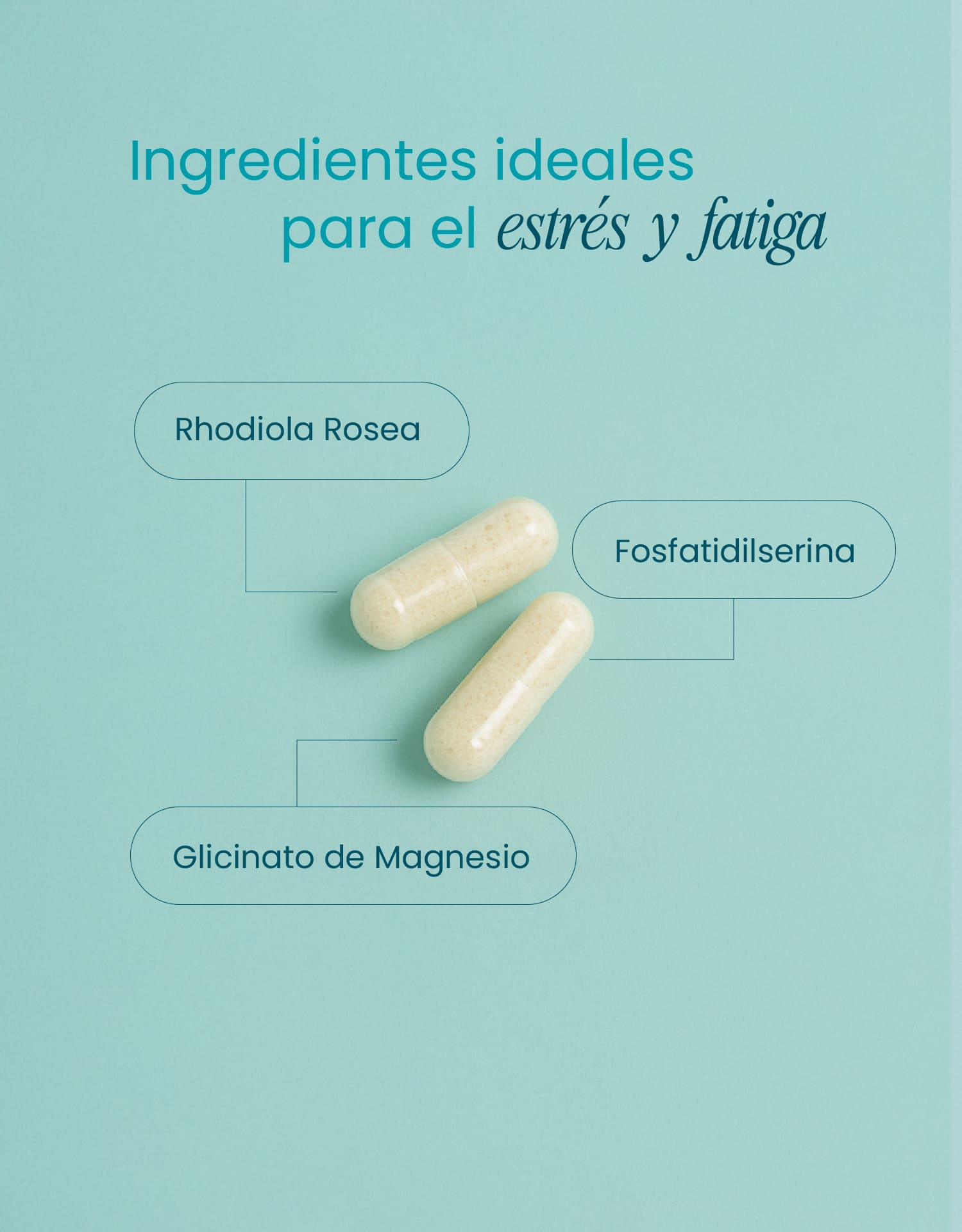 Stress Support con Magnesio, Fosfatidilserina y Rhodiola – Calma y Enfoque