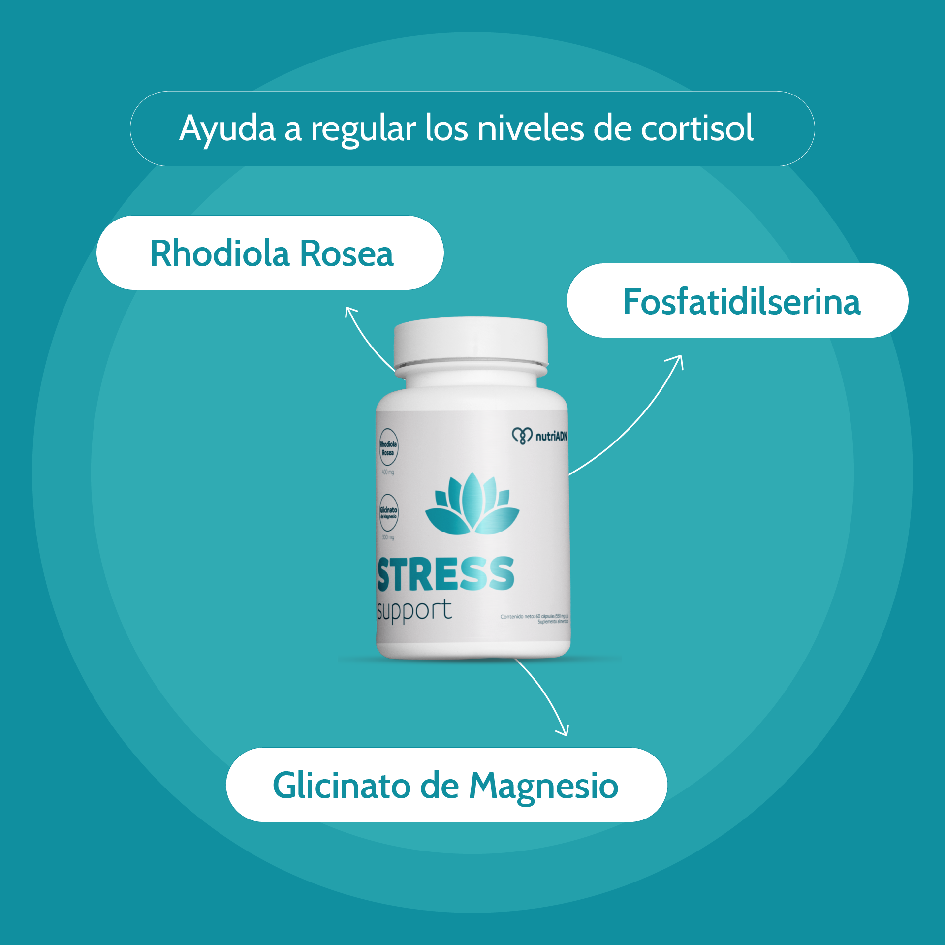 Stress Support con Magnesio, Fosfatidilserina y Rhodiola – Calma y Enfoque